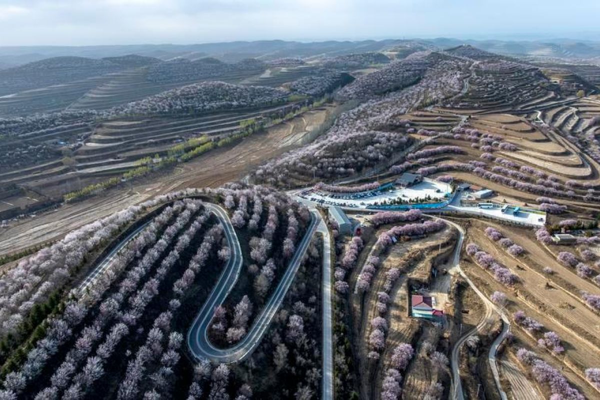 Menikmati indahnya pemandangan musim semi di Ningxia, China